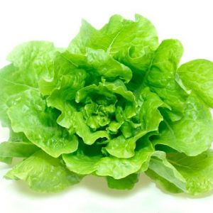 Lechuga