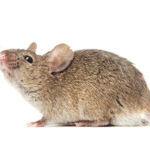 Ratón