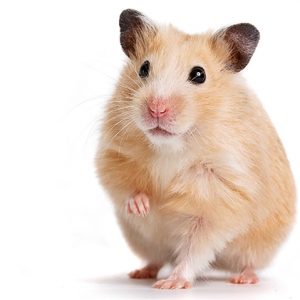 Hamster