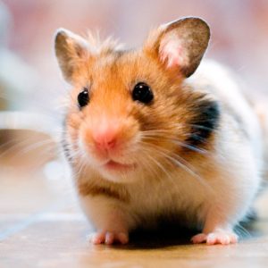 Hamster