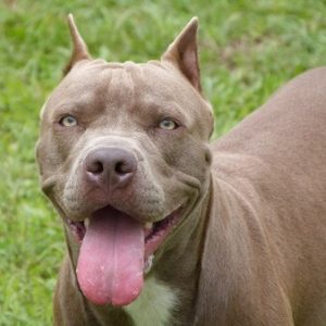 Pit bull